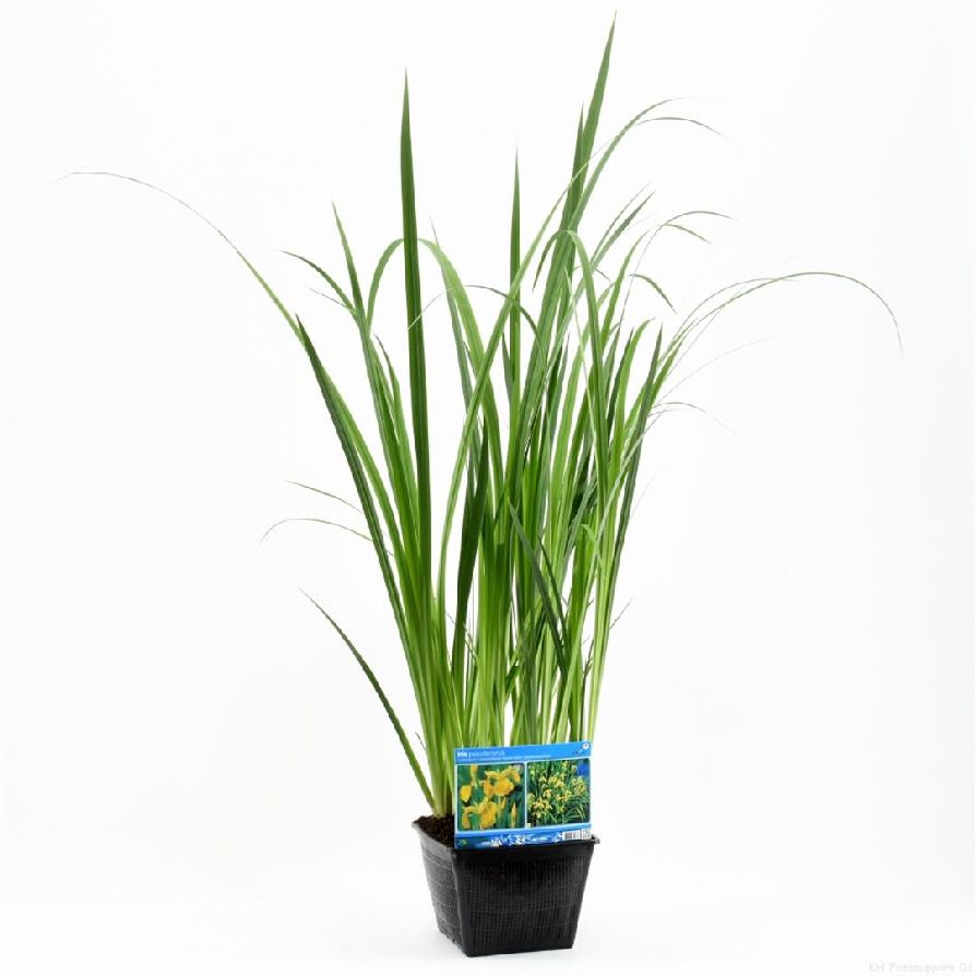 Iris pseudacorus - PONDBASKET 28X28 CM