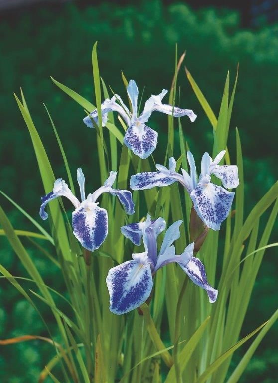 Iris setosa - P9 WATERPLANT