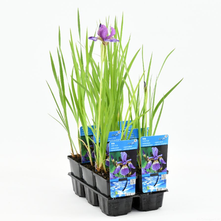 Iris sibirica - P9 WATERPLANT