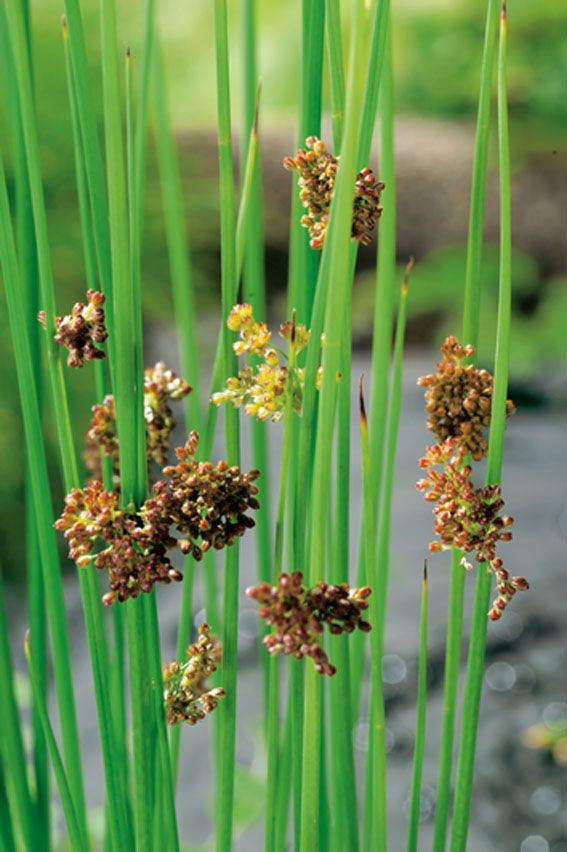 Juncus effusus (Veitåg) - 9 cm kruka