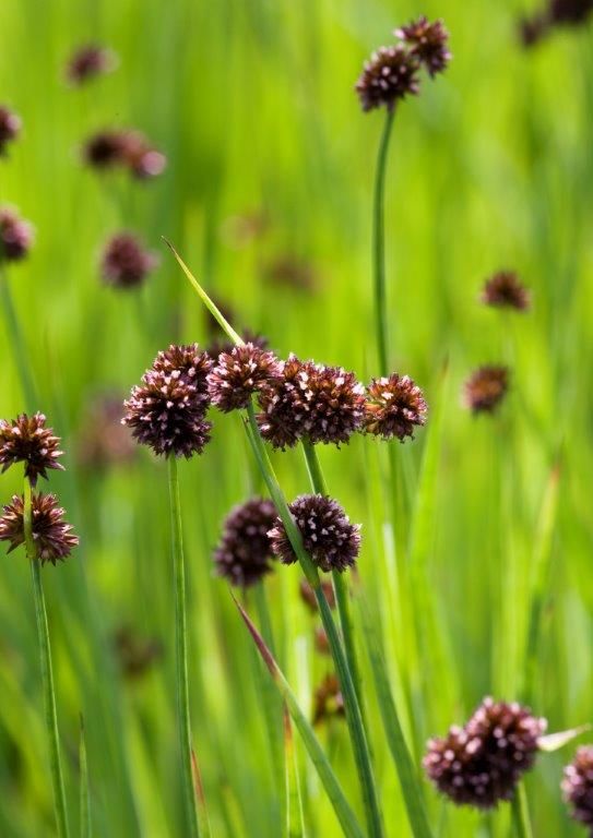 Juncus ensifolius C2 (2 liters kruka)