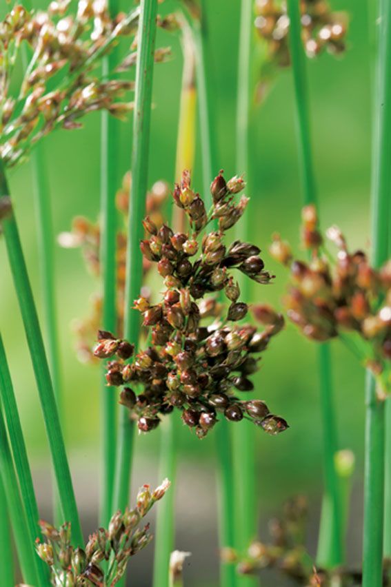 Tåg inflexus - P9 WATERPLANT