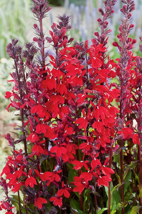 Lobelia cardinalis - PONDBASKET 18X18 CM