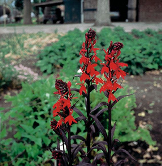 Lobelia &