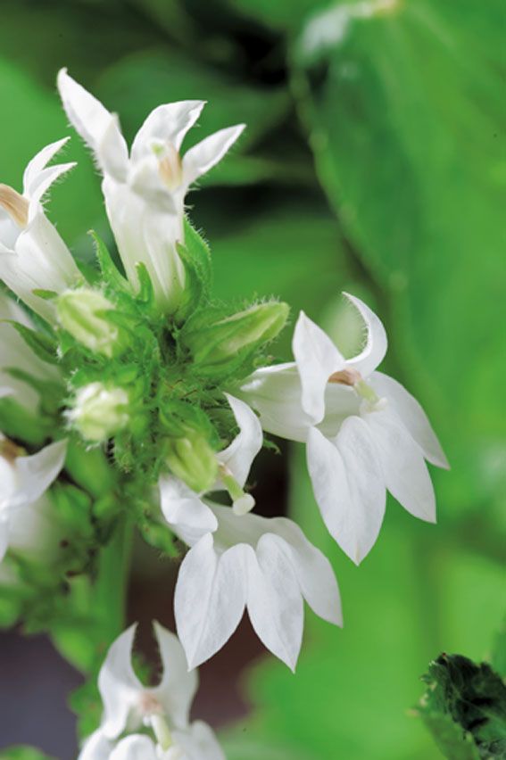 Lobelia siph. &