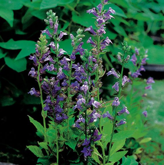 Lobelia siphilitica - P9 WATERPLANT