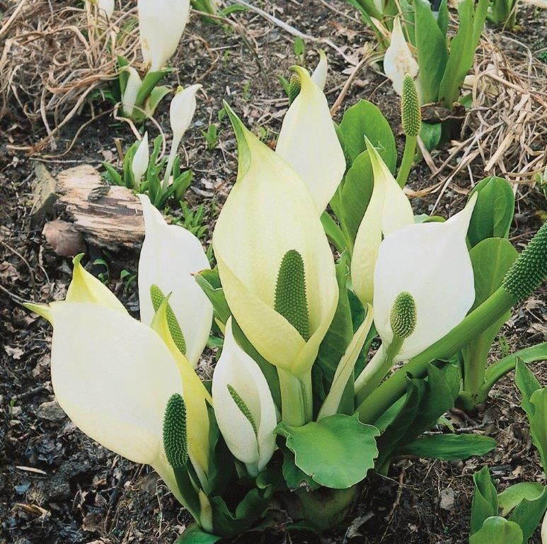 Jättemunkhätta camtschatcensis - P9 WATERPLANT