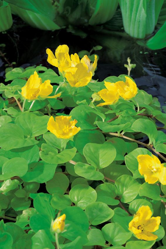 Lysimachia nummularia &