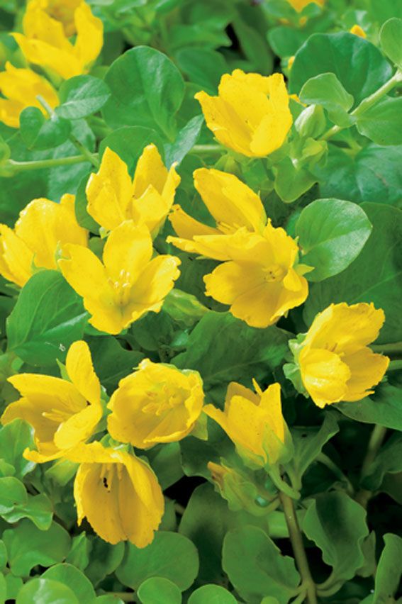 Lysimachia nummularia 9 cm kruka