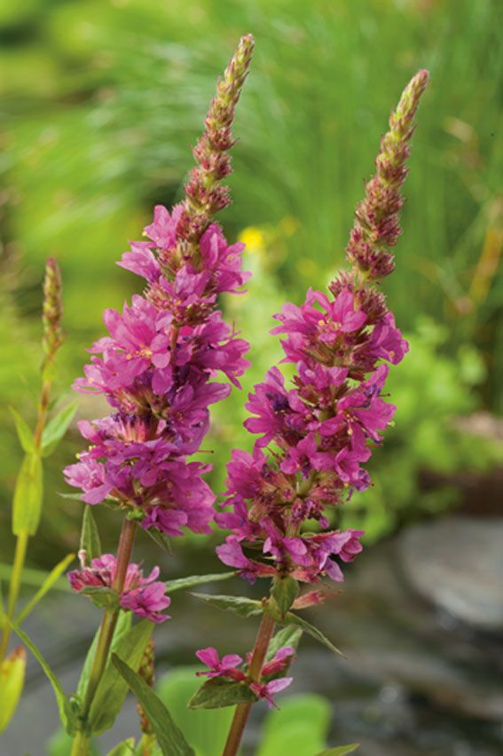 Lythrum salicaria - 9 cm kruka