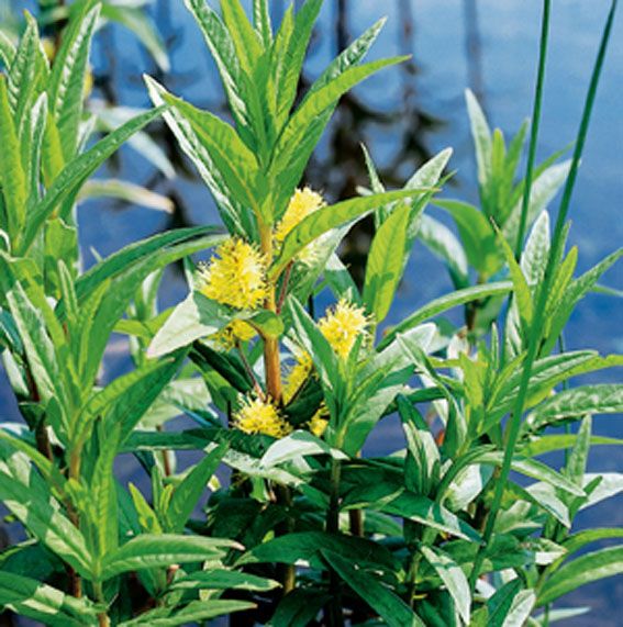 Praktlysing thyrsiflora - P9 WATERPLANT