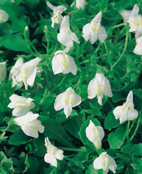 Mazus reptans &