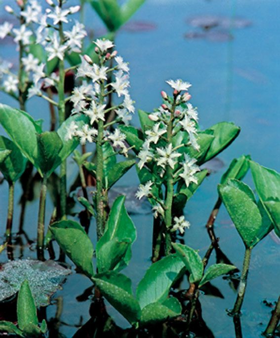 Vattenklöver trifoliata - P9 WATERPLANT