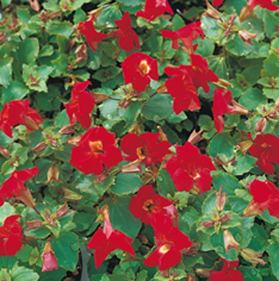 Gyckelblomma &