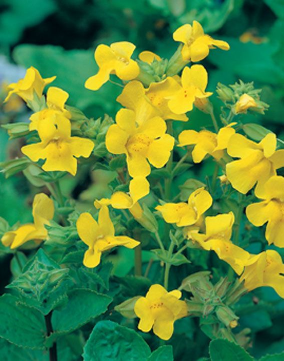 Gyckelblomma luteus - P9 WATERPLANT