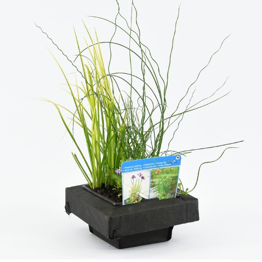 Mix mand drijf - PONDBASKET 18X18 CM
