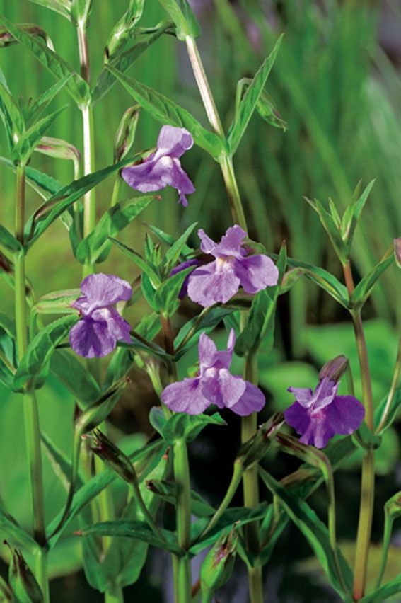 Gyckelblomma ringens - P9 WATERPLANT