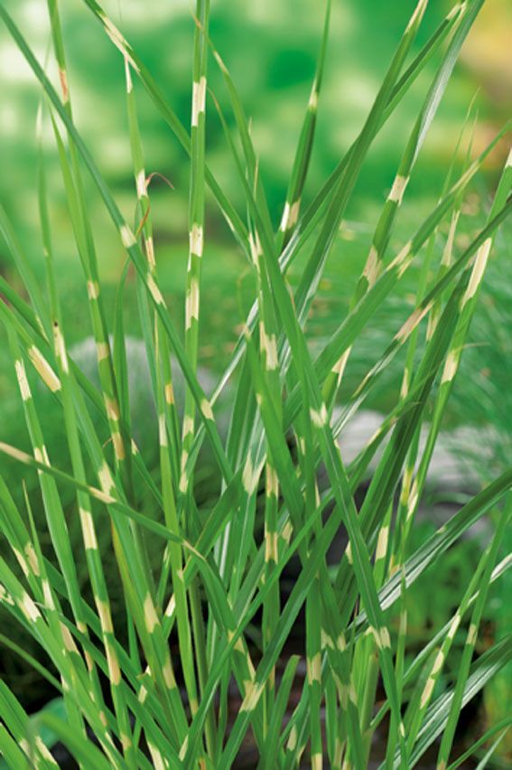 Miscanthus sinensis &