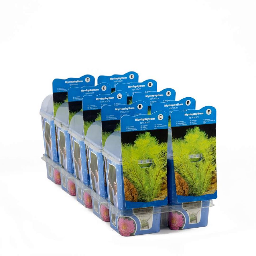 Slinga spicatum - PLASTIC POT