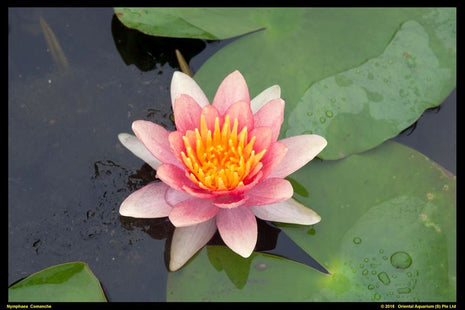 Nymphaea 'Comanche'