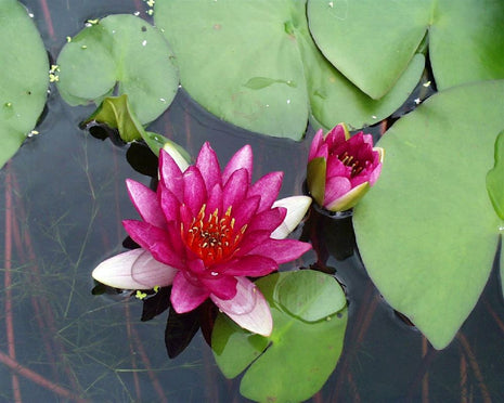 Nymphaea 'Ellisiana'