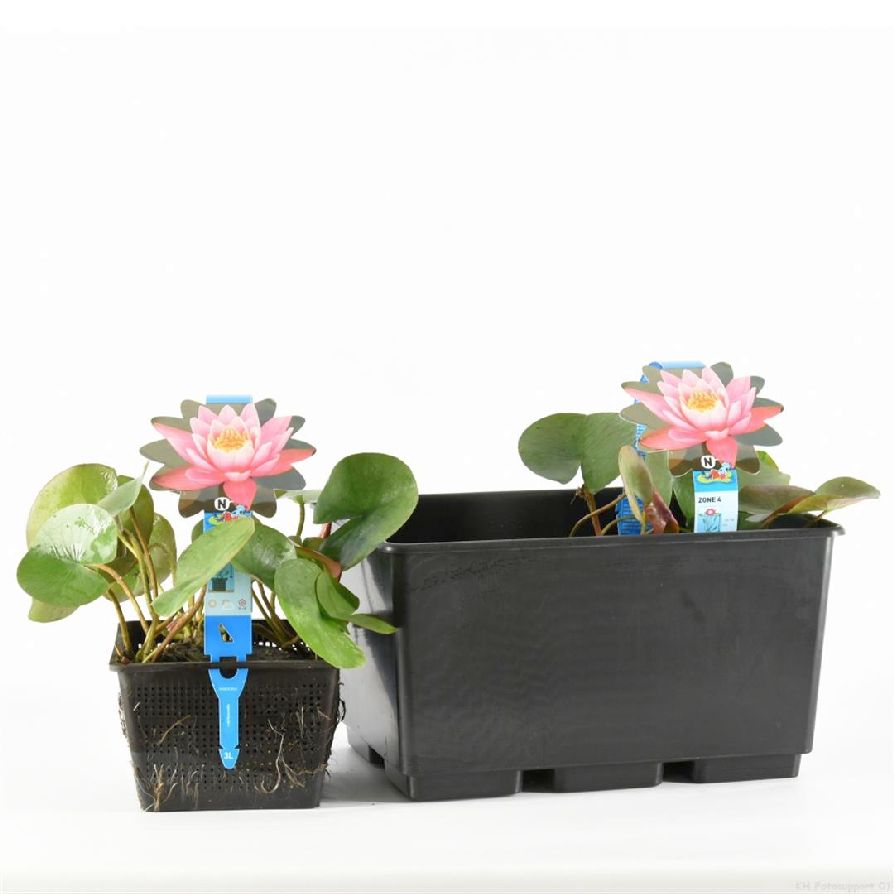 Näckros &