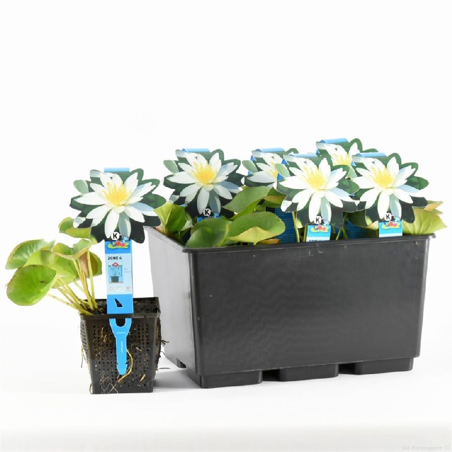 Näckros odorata &