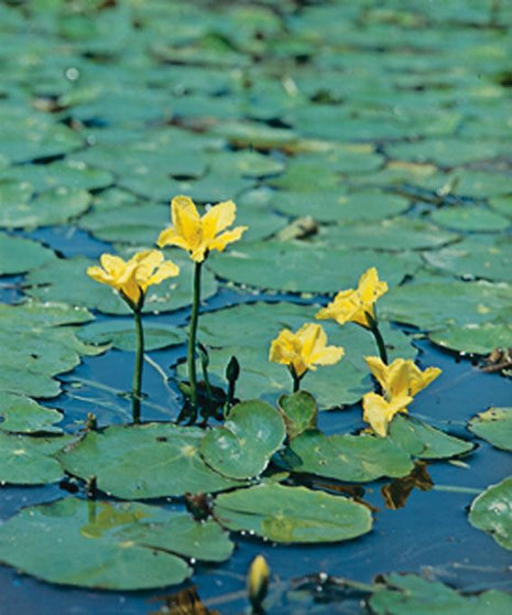 Nymphoides peltata