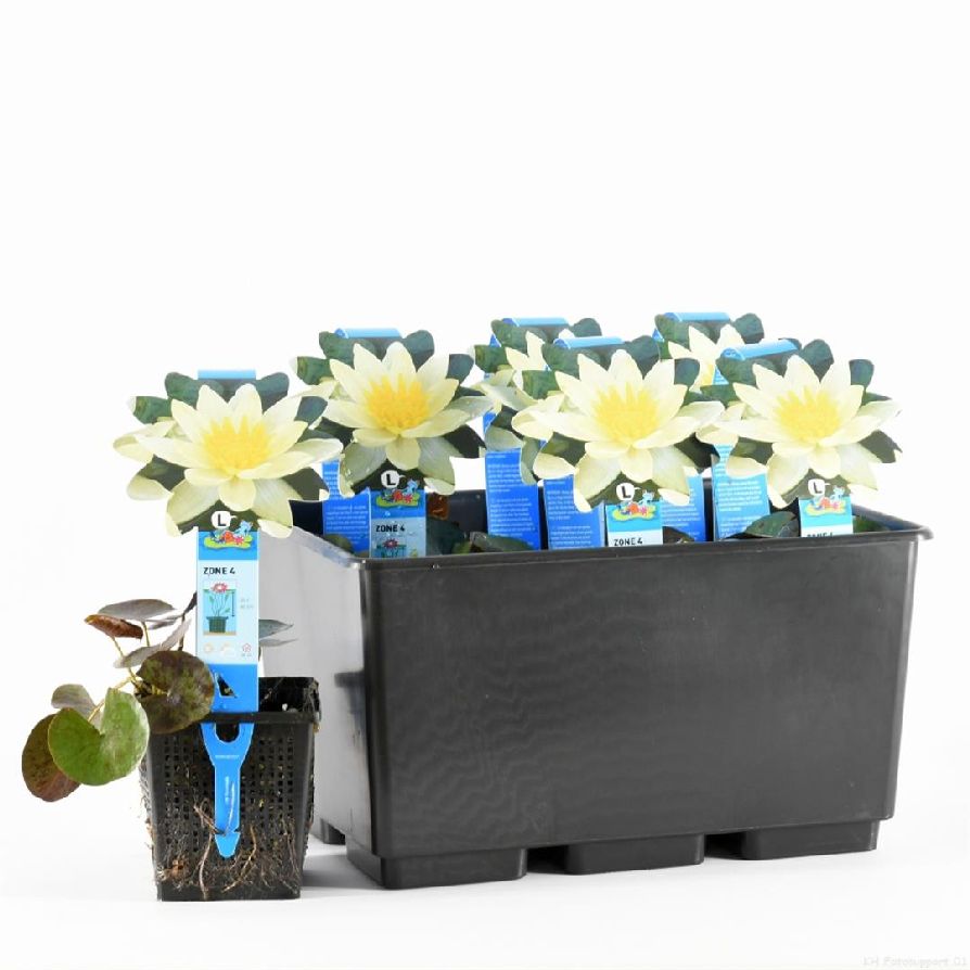 Näckros &