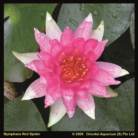 Nymphaea 'Red Spider'