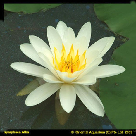 Nymphaea 'Virginalis'