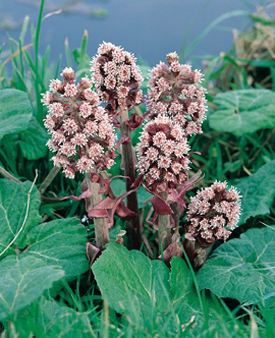 Petasites hybridus C2 (2 liters kruka) / 17 cm kruka