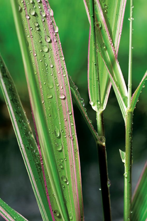 Phalaris arund. &