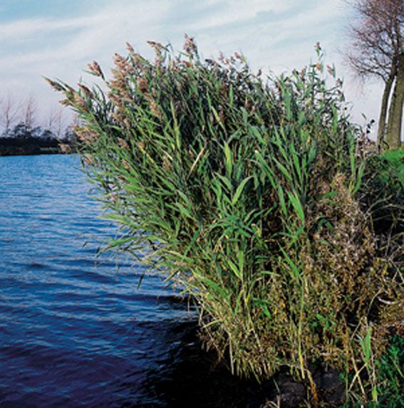 Phragmites australis 9 cm kruka
