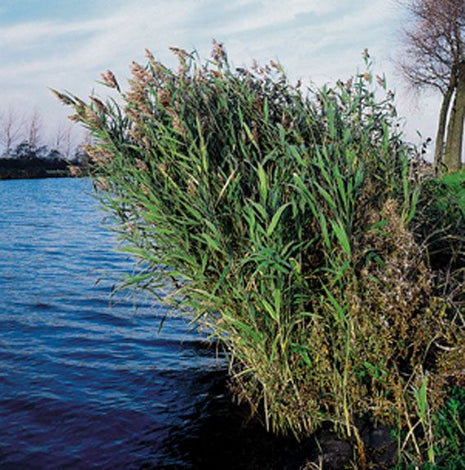 Phragmites australis