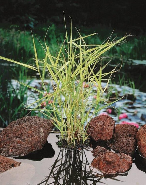 Phragmites australis 'Variegatus'