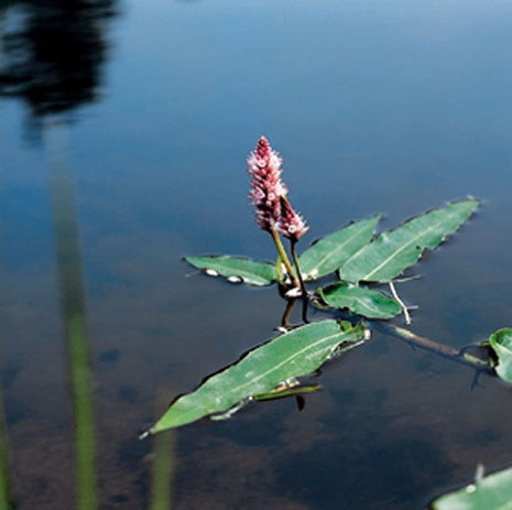 Polygonum amphibium