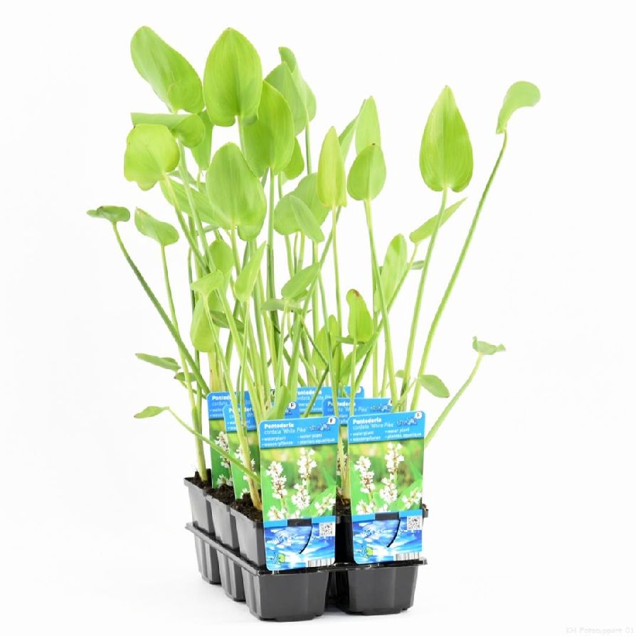 Pontederia cord. &
