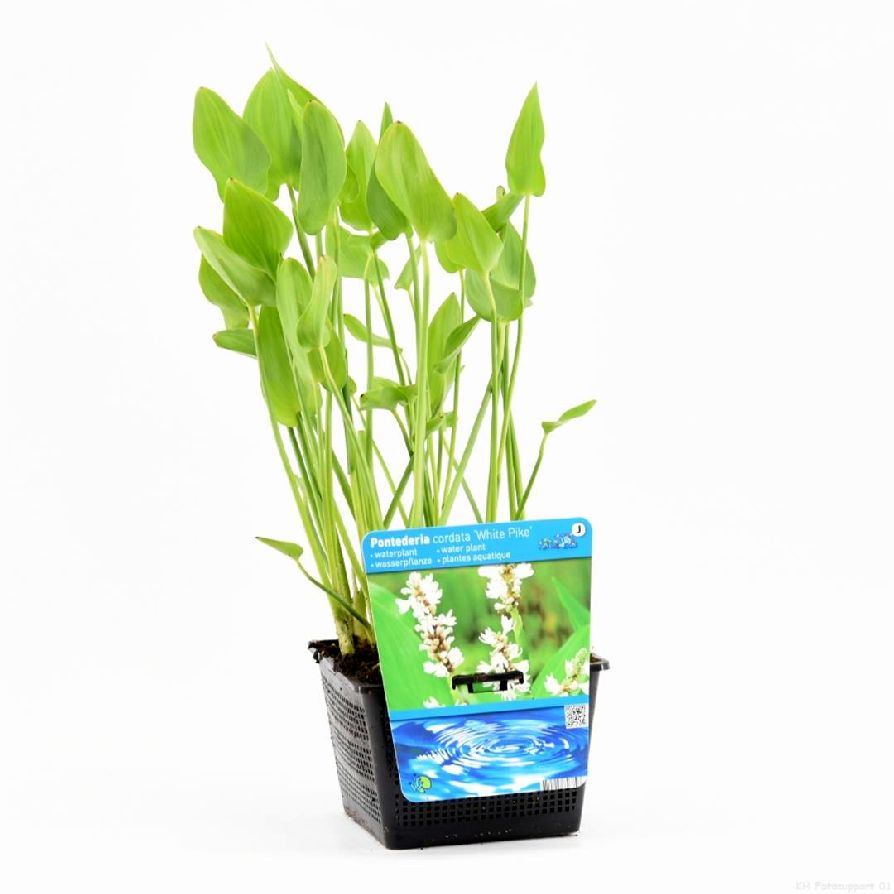 Pontederia cord. &