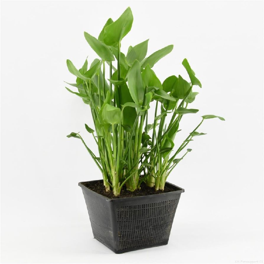 Pontederia cordata - PONDBASKET 28X28 CM