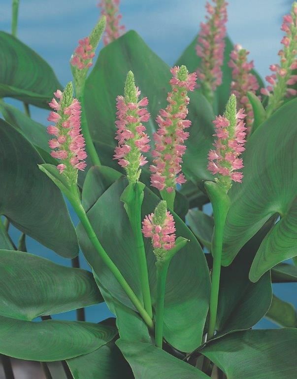 Pontederia cord. &