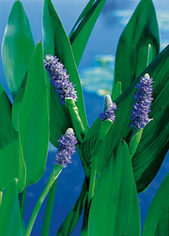 Pontederia lanceolata - P9 WATERPLANT