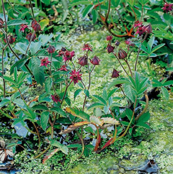 Tok palustris - P9 WATERPLANT