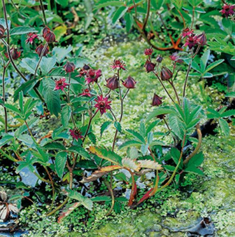 Potentilla palustris