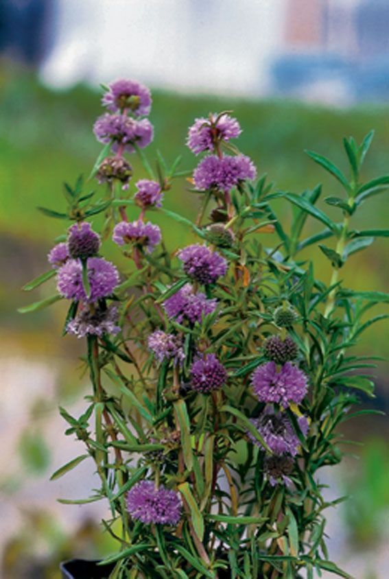 Preslia cervina - P9 WATERPLANT