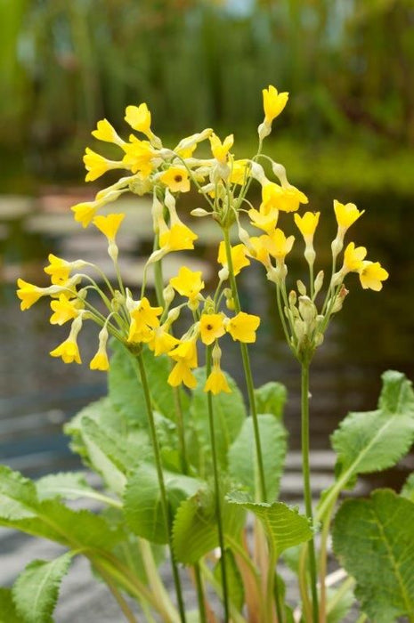 Primula florindae