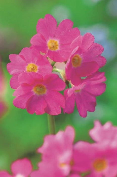 Primula rosea