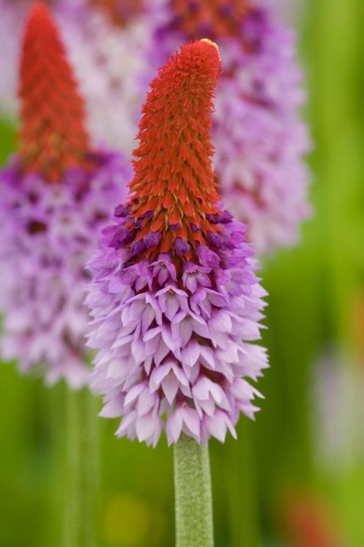 Primula vialii 9 cm kruka