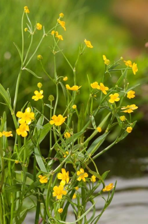 Ranunkel flammula - P9 WATERPLANT