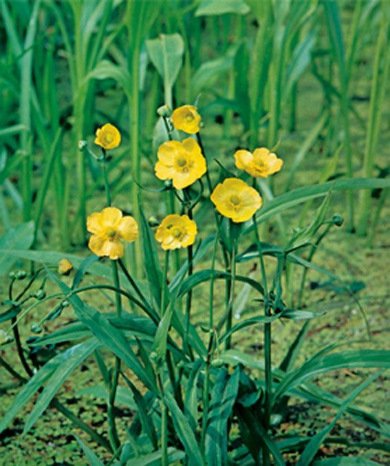 Ranunkel lingua - P9 WATERPLANT